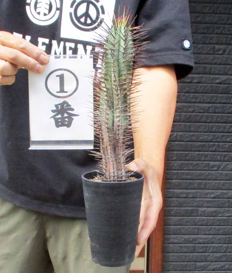 NEW!ユーフォルビアホリダノーベ...