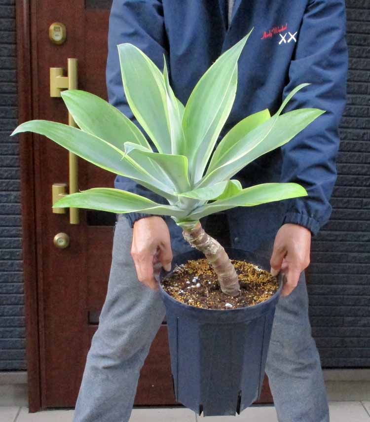 楽天市場】アガベ アテナータ 斑入りの通販