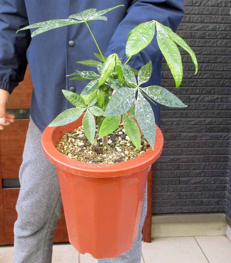 【現品・現物】【送料無料（一部除外地域あり】接ぎでない実生株！斑入りパキラ　パキラ　ミルキーウェイ　7号鉢　T56番