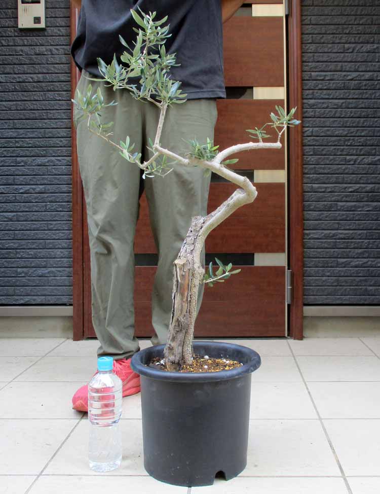 オリーブの古木ハーディーズマンモス...