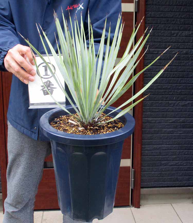 【現品・現物】【送料無料】　ユッカ　ロストラータ　8号　1番2番【観葉植物】