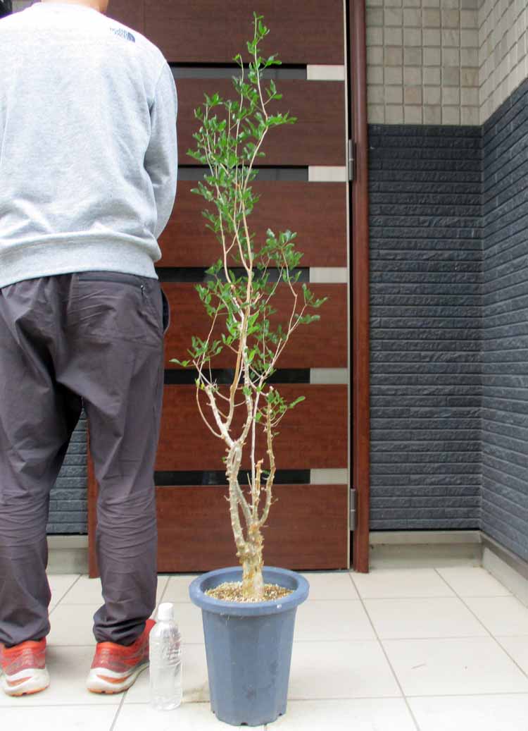 【現品・現物】現地球　完全発根済　Commiphora humbertii コミフォラ フンベルティ　8号　3Z番