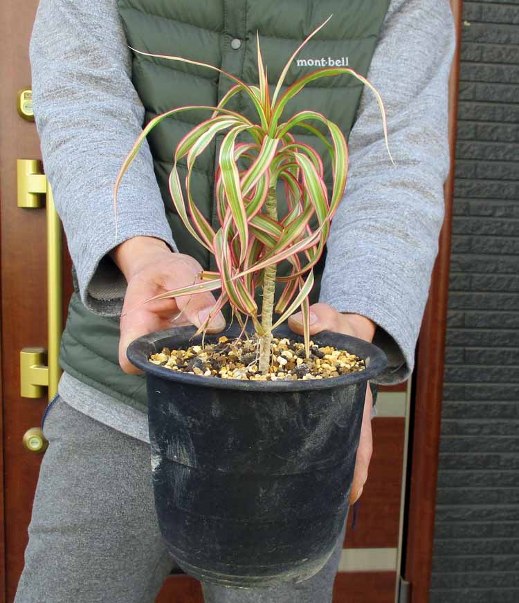 コンシンナ・キュンティ　ドラセナ・キュンティ　（ドラセナ・コンシンネ・キュンティ）　DRACAENA CONCINNA `tricolor KUHNTY `5号　Y3番