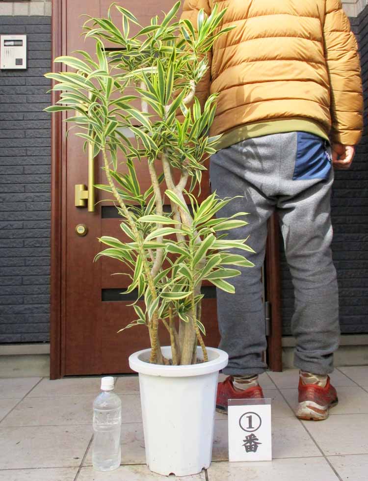 ドラセナ 【現品・現物】ドラセナ・ソングオブインディア　8号　1番2番　観葉植物　グリーン　鉢うえ