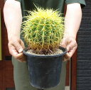 yzT{eÉ@`EVLV`@h́@(́AEchinocactus grusonii )6@M2