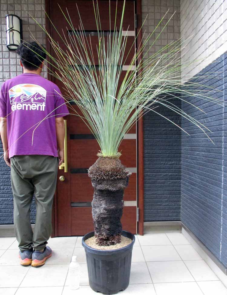 楽天市場】クサントロエアの通販 楽天市場】クサントロエアの通販