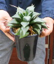★【現品・現物】多肉植物:ハオルチア・コンプト 別名 ハオルチア・コンプトニアナ Haworthia emelyae var.comptoniana 5号 まD番
