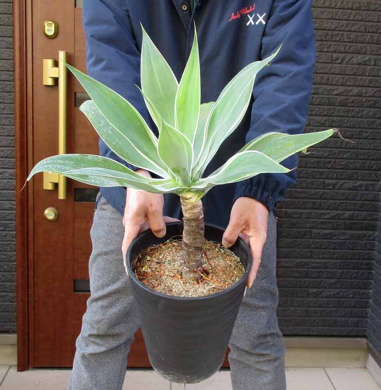 楽天市場】アガベ アテナータ(観葉植物|花・観葉植物):花 楽天市場】アガベ アテナータ(観葉植物|花・観葉植物):花
