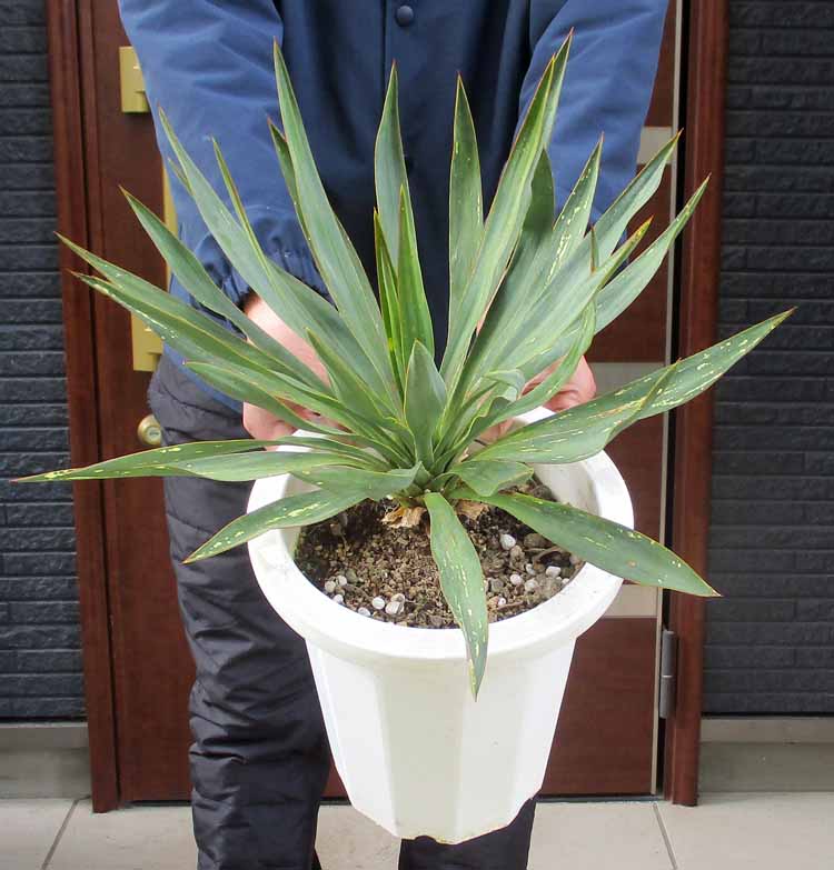 楽天市場】キミガヨラン(観葉植物|花・観葉植物):花 楽天市場】キミガヨラン(観葉植物|花・観葉植物):花