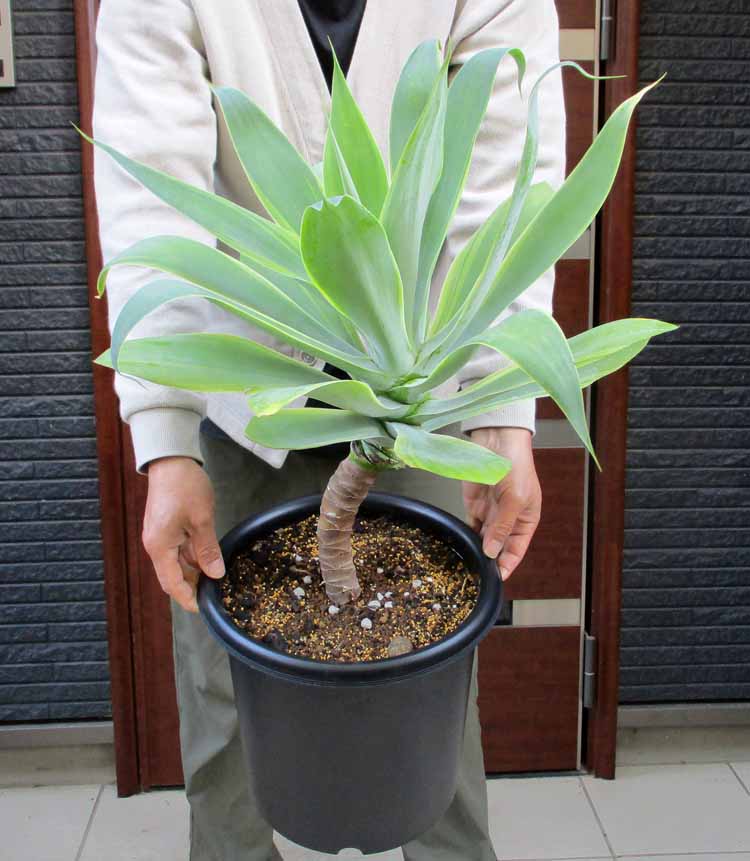 楽天市場】agave attenuataの通販 楽天市場】agave attenuataの通販
