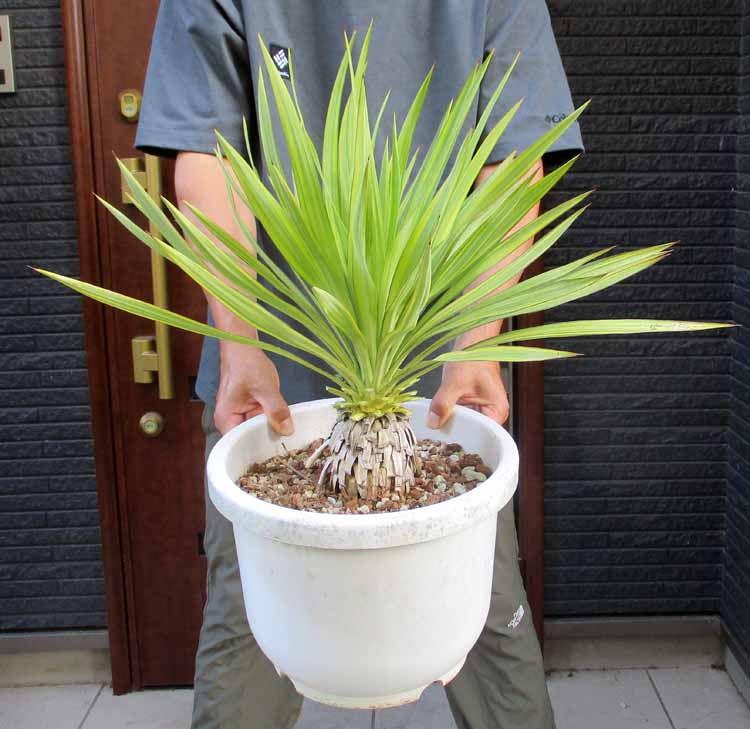 【AL979】ユッカ ペンデュラ 在庫整理価格 楽天市場】希少 観葉植物(種類(植物)ユッカ)の通販