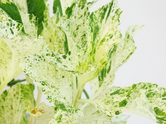 アジサイ　ハイドランジア　スフレ　18cm鉢のサムネイル