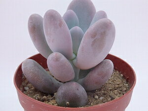 多肉植物　パキフィツム属　月美人　7.5cm鉢のサムネイル