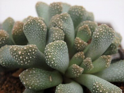 多肉植物　メセン/女仙　チタノプシス　9cm鉢のサムネイル