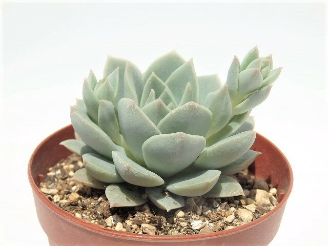 多肉植物　エケベリア属 銀武源　 7.5cm鉢のサムネイル