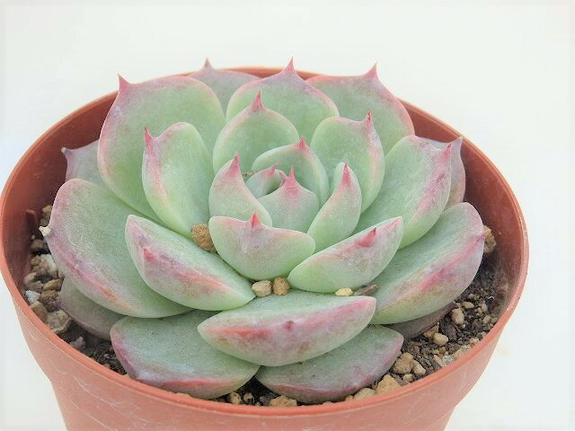多肉植物　エケベリア　チワワエンシス7.5cm鉢のサムネイル