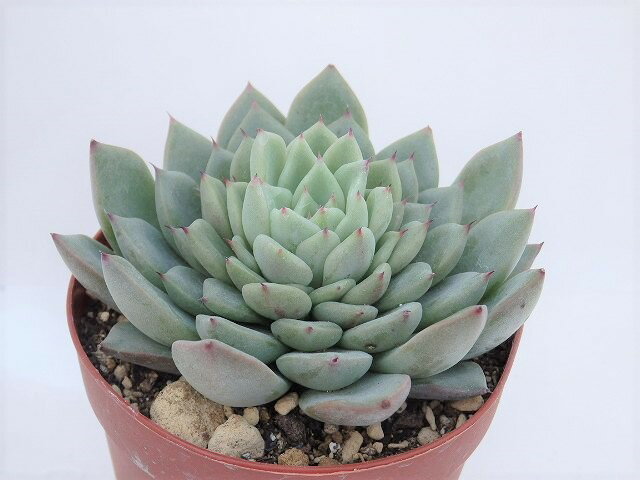 多肉植物　エケベリア　ギルバのバラ　7.5cm鉢のサムネイル