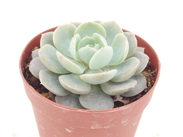 多肉植物　エケベリア　白雪姫　7.5cm鉢のサムネイル