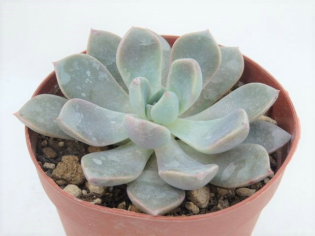 多肉植物　グラプトベリア　ピンクプリティ　7.5cm鉢のサムネイル