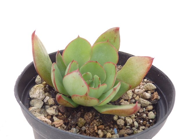 多肉植物　エケベリア　ヤンジン　7.5cm鉢のサムネイル