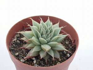 多肉植物シルバースター7．5cm鉢のサムネイル