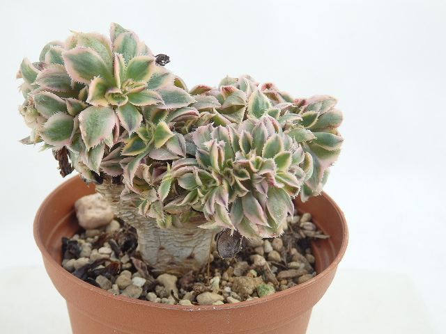 多肉植物 アエオニウム　サンバースト綴化　7.5cm鉢のサムネイル