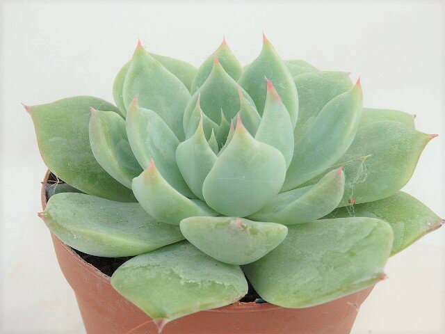 多肉植物　エケベリア　ファンクィーン　　7.5cm鉢のサムネイル
