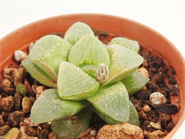多肉植物　ハオルシア属　エメリアエ　7.5cm鉢