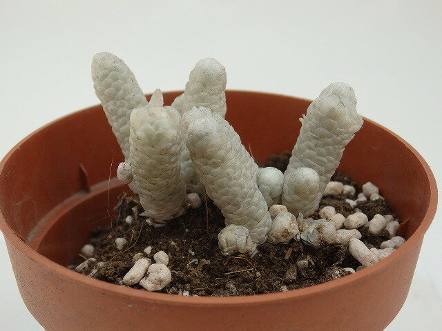 多肉植物　白蛇殿　アボニア　パピラケア　8cm鉢のサムネイル