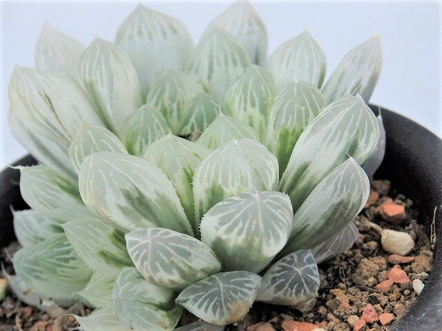 多肉植物　ハオルチア　アイススプライト　9cm鉢のサムネイル