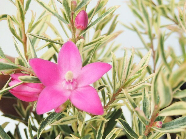 花終わり処分　サザンクロス　フイリーナ　クイーン　10.5cm鉢のサムネイル