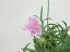 花終わり処分 スカビオサ ピンク 9cm鉢