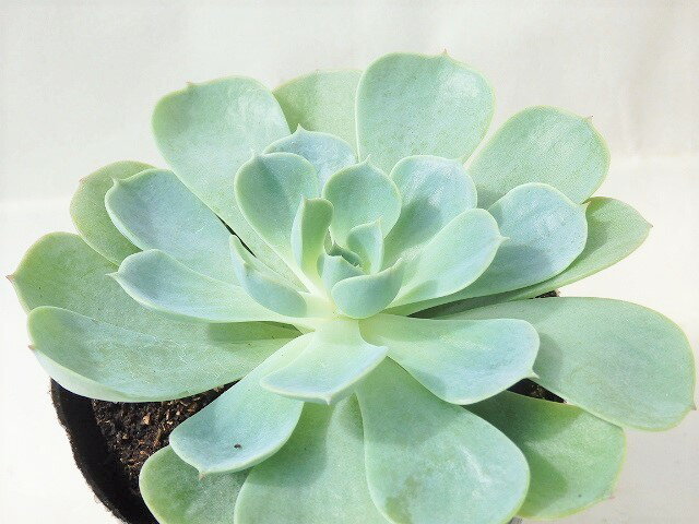 多肉植物　エケベリア　七福神　9cm鉢のサムネイル