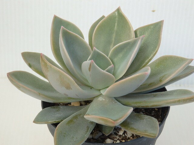 多肉植物　エケベリア　初恋　7.5cm鉢のサムネイル