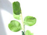 パールアカシアpodalyriifolia10.5cm鉢