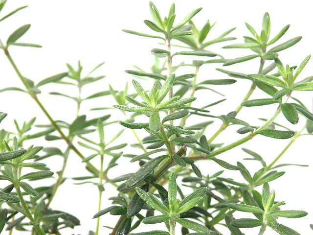 ウエストリンギア　ブルージェム　9cm鉢