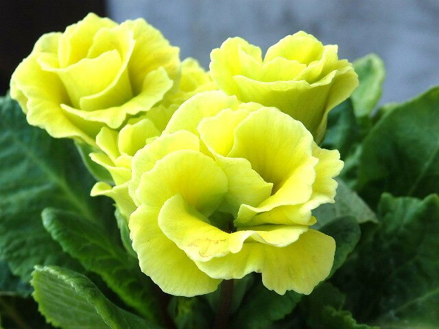 バラ咲きジュリアン　マスカットのジュレ　10.5cm鉢のサムネイル