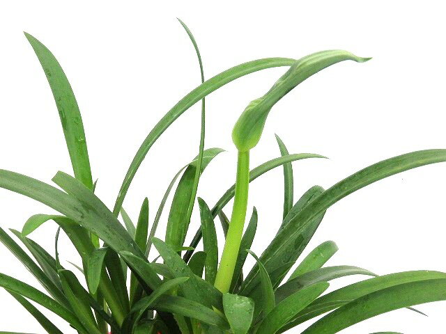 アガパンサス　アトミックブルーム　12cm鉢のサムネイル