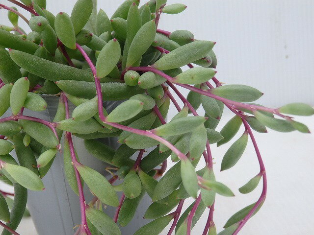 多肉植物　ルビーネックレス　9cm鉢のサムネイル