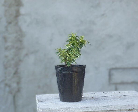 アベリア　ラディアンス　9cm鉢