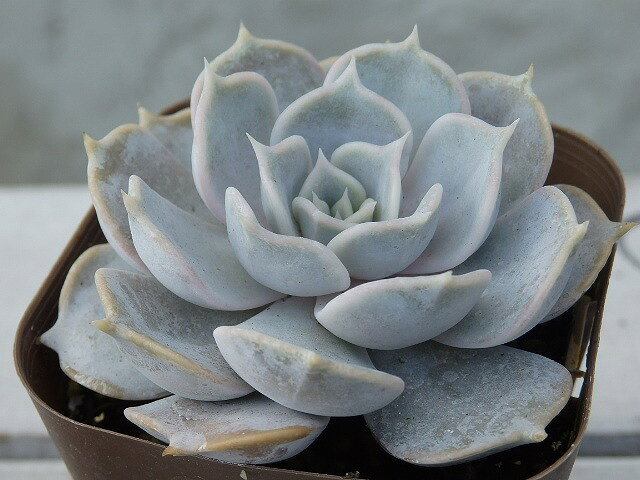 多肉植物　エケベリア　リラシナ　7.5cm鉢のサムネイル