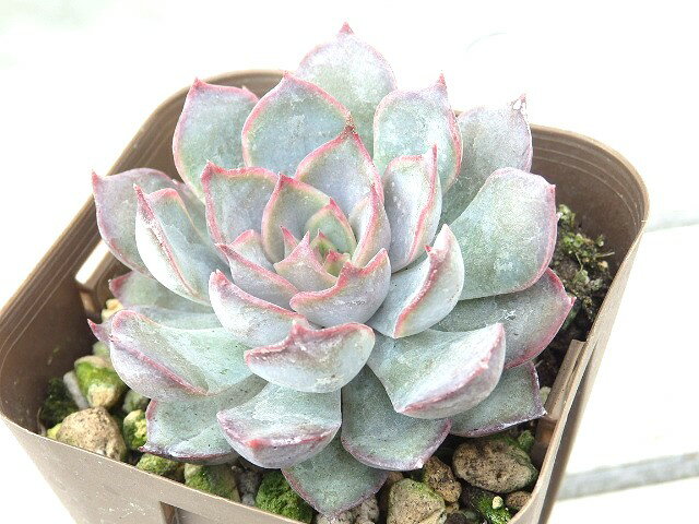 多肉植物　エケベリア　ダークアイス　7.5cm鉢のサムネイル