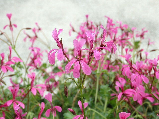 花終わり処分　ペラルゴニューム　ディバリカツム　9cm鉢