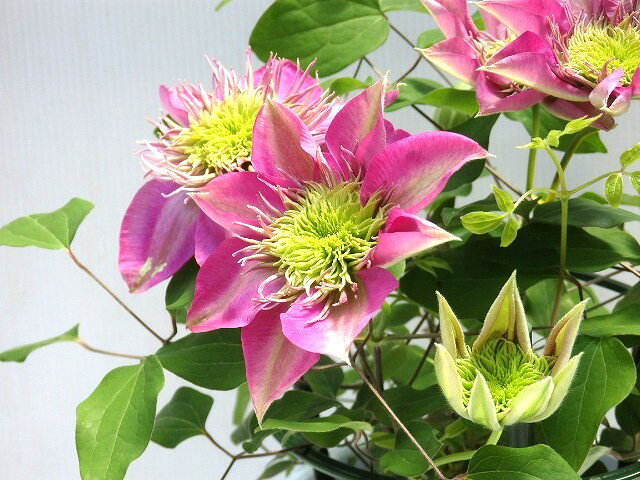 クレマチス　カイゼル　15cm鉢のサムネイル