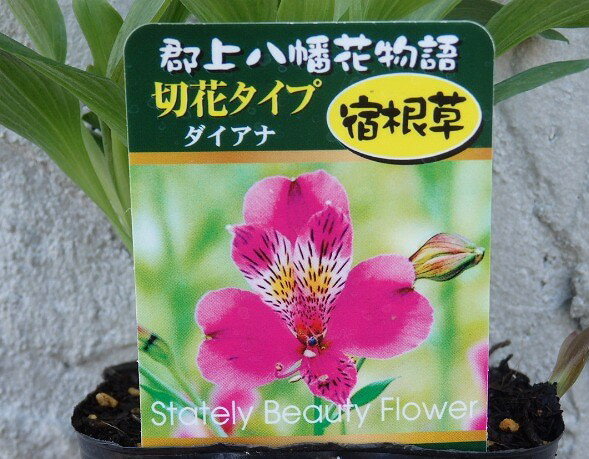 ル 年末のプロモーション 楽天市場】アルストロメリア苗の通販 花