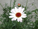 花終わり処分 ビジューマム ピンクパール 15cm鉢