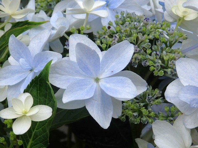 アジサイハイドランジア泉鳥いずみど...