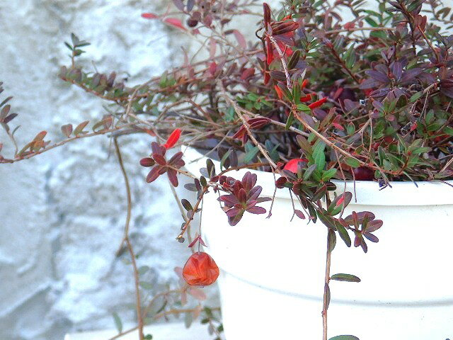 クランベリー　15cm鉢