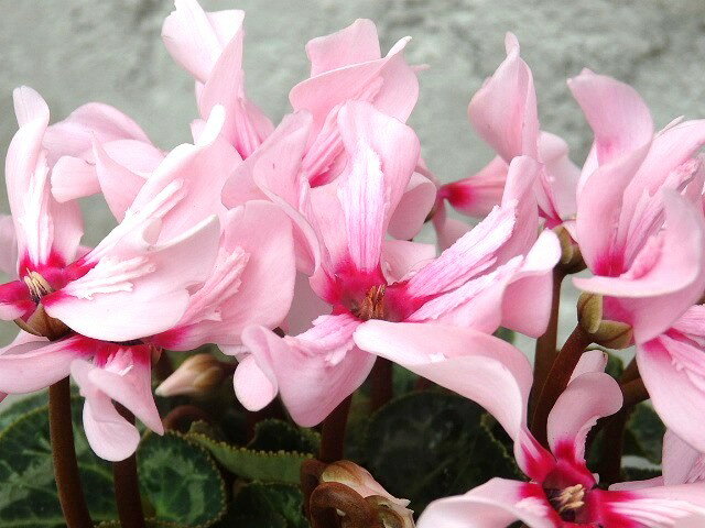 シクラメン　イリュージア　ピンクラテ　9cm鉢