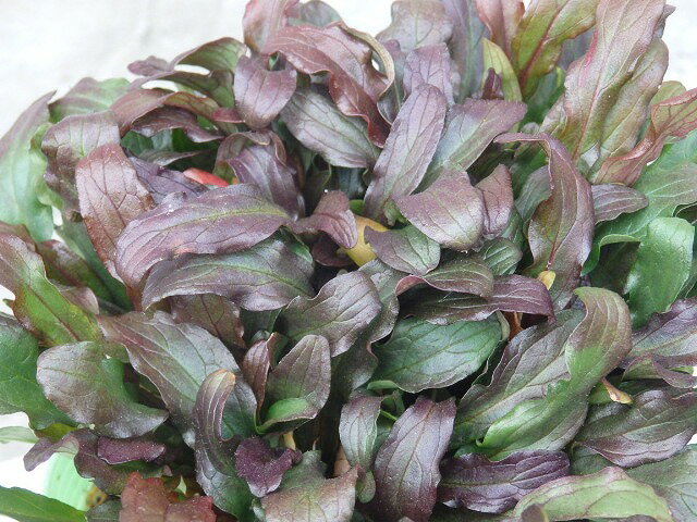 アジュガ　フェザードフレンズ　ファンシーフィンチ　10.5cm鉢